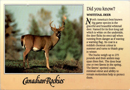 Canada Whitetail Deer Canadian Rockies - Cartoline Moderne