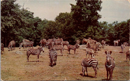 Grants Zebras Catskill Game Farm Catskill New York - Zèbres