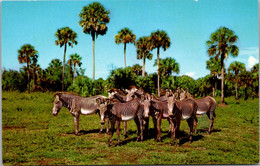 Grevy Zebras Africa U S A Boca Raton Florida - Zebra's