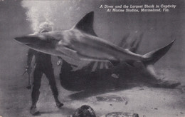 Florida Marineland Marine Studios A Diver And The Largest Shark In Captivity 1941 Curteich - Other & Unclassified