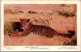 New York Zoological Park Indian Leopard Cub - Bronx