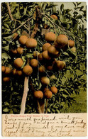 United States 1907 Postcard Florida Grape Fruit Cluster In Tree; Jacksonville & Tampa RPO Postmark - Other & Unclassified