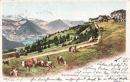 Rigi-Scheidegg Kühe Vaches 1903 - SZ Schwyz