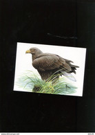 Belgie 3871 Buzin Vogels Birds 2009 Maximumkaart Blanco - 2001-2010