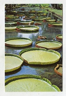 AK 111787 MAURITIUS - Giant Water Lilies - Victoria Regia - Pamplemousses - Maurice