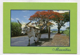 AK 111794 MAURITIUS - Charrette - Maurice