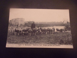 ♥️  MONTAUBAN VOYAGEE BERGER GARDANT SES MOUTONS - Montauban