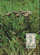 1993 Liechtenstein MC 119 Mi:LI 1071°, Yt:LI 1012°, Zum:LI 1013°, Hortus Botanicus, Hügel-Sesel, Seseli Annuum - Medicinal Plants