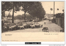 10536g TROUPEAU DE MOUTONS - Promenade De La Lomme - 1914 - Rochefort