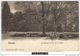 11646g Le Moutons Du BOIS De La CAMBRE - Bruxelles-ville