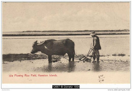 12667g HAWAII - Plowing Rice Field - Hawaiian Islands - 1911 - Hawaï