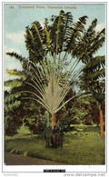 12665g HAWAII - Travelers' Palm - Hawaiian Islands - Hawaï