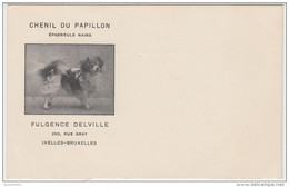 21892g CHENIL Du PAPILLON - EPAGNEULS NAINS - FULGENCE DELVILLE - 250 Rue Gray - Ixelles - Carte Publicitaire - Ixelles - Elsene