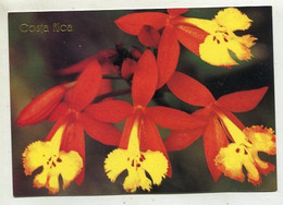AK 111951 COSTA RICA - Epidendrum Radicans - Beanderita Espanola - Costa Rica