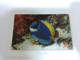 148/ MALDIVES BLUE SURGEONFISH - Maldivas