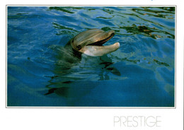 CPM Dauphin - Collection Prestige - Dauphins