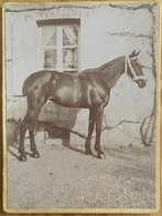 Chevaux - Photo Ancienne Format Cabinet - Cheval De Course Pur Sang - Horse - Hippisme Hippique - Horses