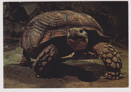 75 - PARIS - Aquarium Tropical Musée Des Arts Africains Et Océaniens - TESTUDO Sulcata - Ed. Musées Nationaux - Tortue - Schildpadden