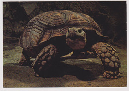 75 - PARIS - Aquarium Tropical Musée Des Arts Africains Et Océaniens - TESTUDO Sulcata - Ed. Musées Nationaux - Tortue - Tortugas