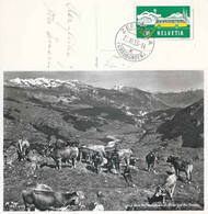 Piz Mundaun - Blick Auf Die Grueb  (Stempel ZERVREILA)       1955 - Mundaun