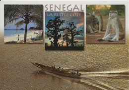 CPM Sénégal, Plage Et Brousse Autour De Mbour - Senegal