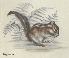 Delcampe - USSR Russia 1985 Postal Stationery Cover Fauna Animal Mammal Rodent Squirrel Eating A Nut shipped - Nager