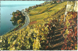 Rivaz (Vaud, Svizzera) Lac Leman, Vue Panoramique, Panorama, Panoramic View - Rivaz