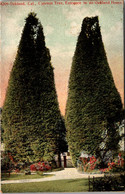 California Oakland Cypress Trees At Entrance To An Oakland Home - Oakland