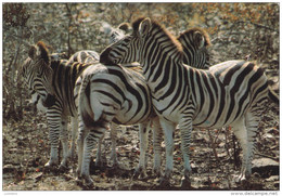 Wildlife - Zebra - Used Stamp Timbres - South Africa ( 2 Scans ) - Südafrika