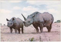 FAUNE AFRICAINE - Rhinocéros - Rhinocéros