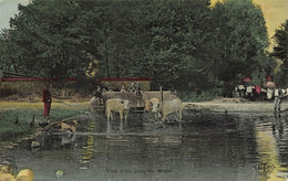 Agriculture * Vue D'un Coin De Mare * Abreuvoir * Pêche à La Ligne Pêcheurs * Ferme - Andere & Zonder Classificatie