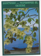 Dogwoods - Vancouver Is.- (Canada) - 1989 - Vancouver