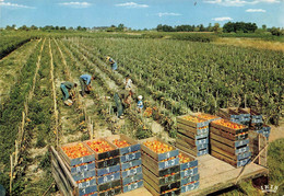 Lot Et Garonne * Verger De La France * La Cueillette Des Tomates * Légumes Agriculture - Andere & Zonder Classificatie