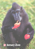 Jersey Zoo, Ape Eating Fruit, Macaca Nigra - Monkeys