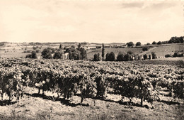 Ségonzac * Vue Sur Les Vignobles * Vin Vignes - Autres & Non Classés