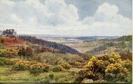 A R QUINTON - SALMON 1289 - GILL'S LAP, ASHDOWN FOREST - Quinton, AR