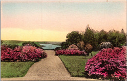 South Carolina Charleston Middleton Place Gardens View From Ruins Of Old Mansion Handcolored Albertype - Charleston