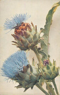 Postcard Artichoke Wild Medicinal Flower - Geneeskrachtige Planten