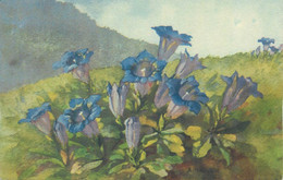Flora Post Card Gentiana Acaulis Cup Mountain Flower Signed Painting A. Haller - Haller, A.
