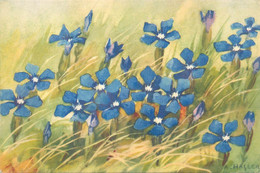 Flora Postcard Wild Flowers Signed Painting A. Haller - Haller, A.