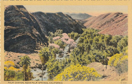 Palm Canyon, Near Palm Springs, California - Palm Springs