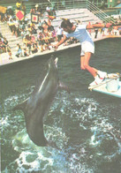 Georgia:Batumi Delfinarium, Arena, Dolphin In Action, 1980 - Dauphins