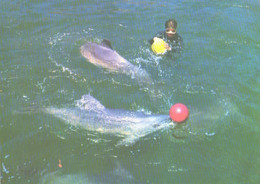 Georgia:Batumi Delfinarium, Arena, Dolphin In Action, 1980 - Dauphins