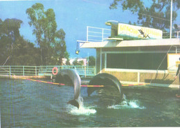 Georgia:Batumi Delfinarium, Arena, Dolphins In Action, 1980 - Dauphins