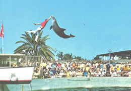 USA:Miami Seaquarium, Jumping Dolphin - Dauphins