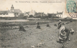 Ile D'arz * 1905 * La Plantation Des Choux , Vue Générale * Culture Jardinier * Environs De Vanne * Coiffe Costume - Ile D'Arz