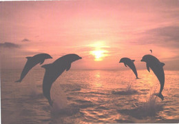 Jumping Dolphins At Sunset - Dauphins