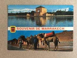 Marrakech Marrakesh Camels - Marrakech