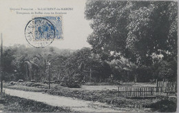 C. P. A. : GUYANE : SAINT-LAURENT DU MARONI : Troupeau De Buffles Dans Les Bambous, Timbre En 1906 - Saint Laurent Du Maroni