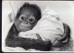 France - 1996 - Bébé Singe - Baby Ape - Monkeys